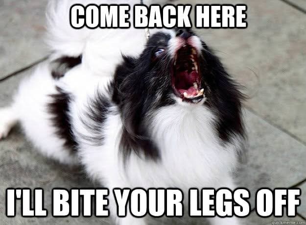 Angry Dog Meme - Come back here I'll bite your legs off