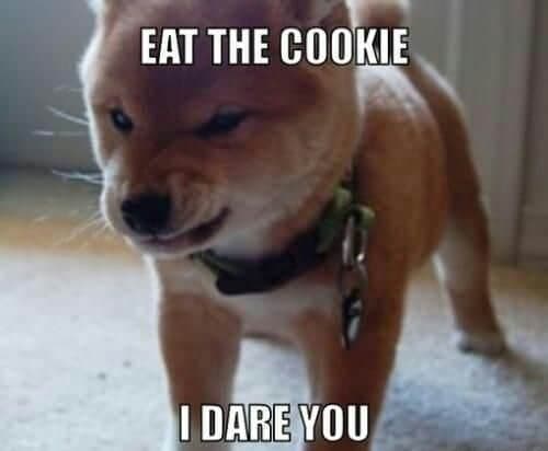 Angry dog meme - eat the cookie i dare you