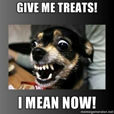 Angry Dog Meme - Give me treats! I mean now!