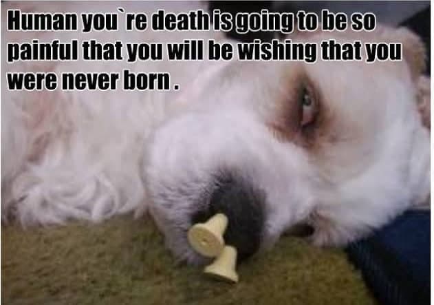 Angry Dog Meme - Human you're death is going to be so painful that you will be wishing that you were never born