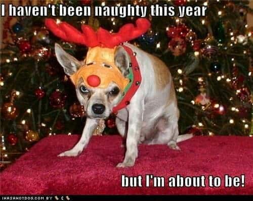 Angry Dog Meme - I haven't been naughty this year but I'm about to be!