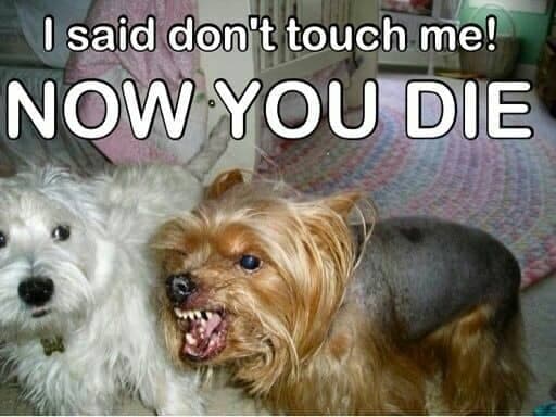 Angry Dog Meme - I said don't touch me! Now you die