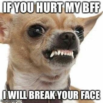 Angry dog meme - if you hurt my bff i will break your face