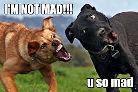 Angry dog meme - i'm not mad!!! U so mad