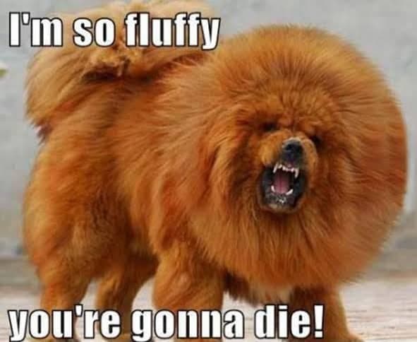 Angry dog meme - i'm so fluffy you're gonna die!