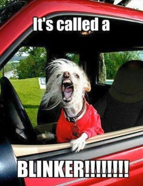 Angry Dog Meme - It's called a blinker!!!!!!