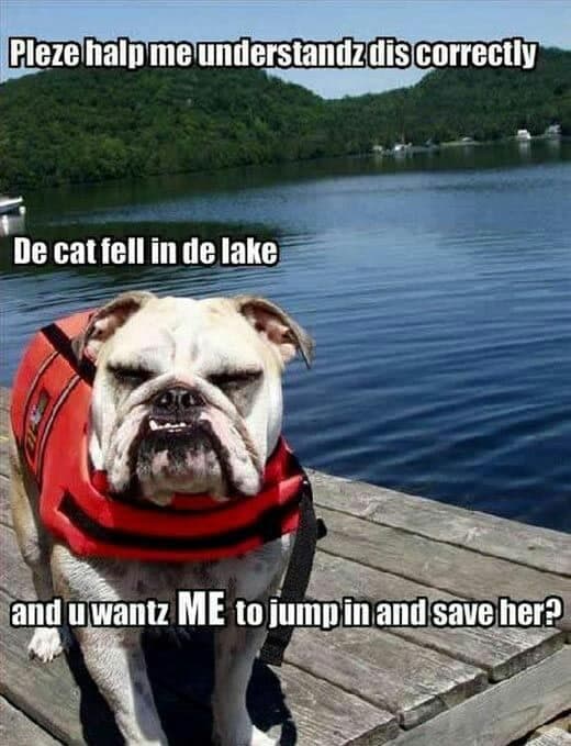 Angry dog meme - pleze halp me understandz dis correctly de cat fell in de lake an u wantz me to jump in an save her