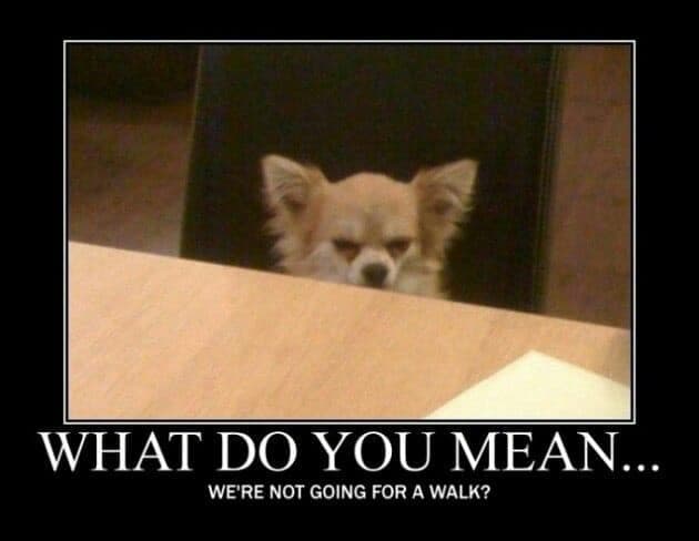 Angry dog meme - what do you mean... We're not going for a walk
