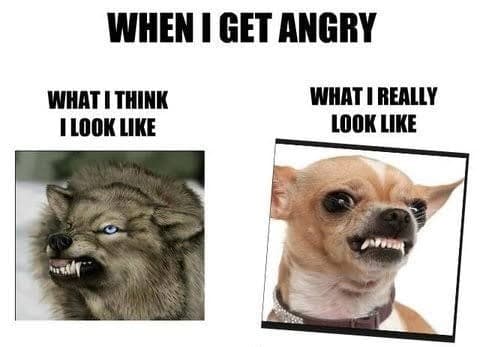 Angry Dog Meme - When I get angry. What I think I look like, What I really look like