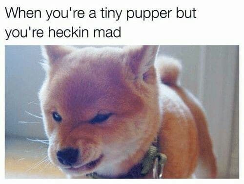 Angry dog meme - when you're a tiny pupper but you're heckin mad