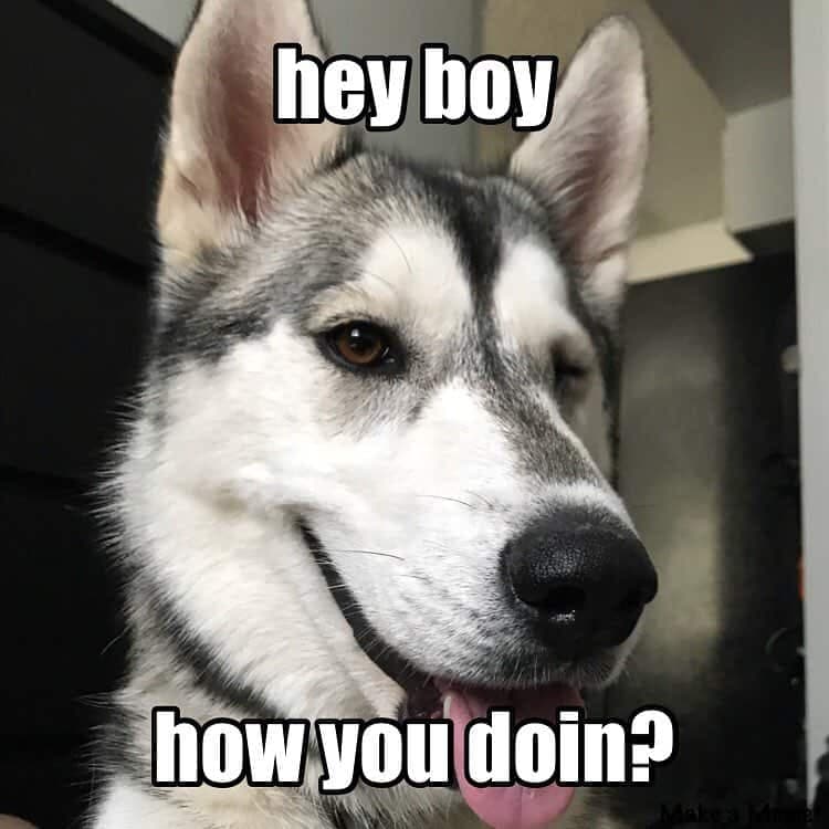 Hey boy how you doin husky meme