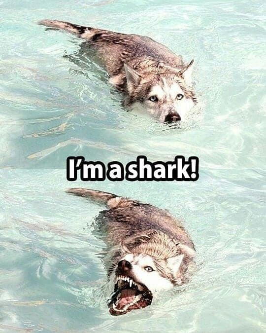 Husky Meme - I'm a shark