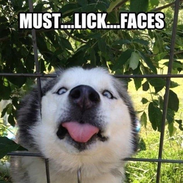Husky meme - must lick faces