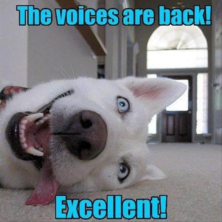 the voices are back excellent - Husky Meme