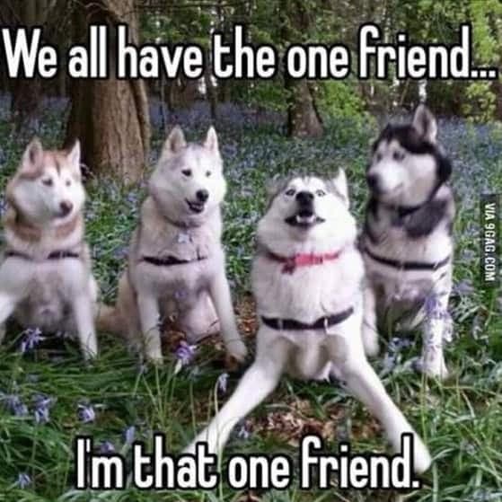 we all have the one friend I'm that one friend - Husky Meme