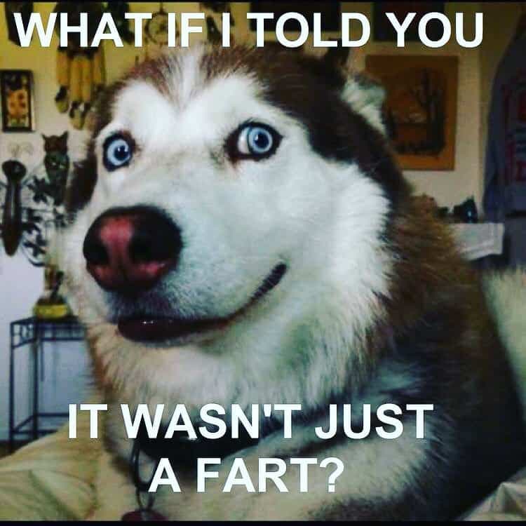 Husky meme - what if i told you it wasn't just a fart