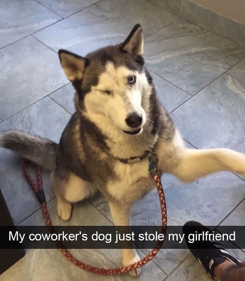 My coworker's dog just stole my girlfriend - Husky Meme