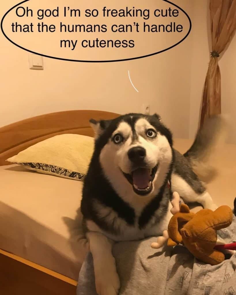 Oh god i'm so freaking cute that the humans can't handle my cuteness husky meme