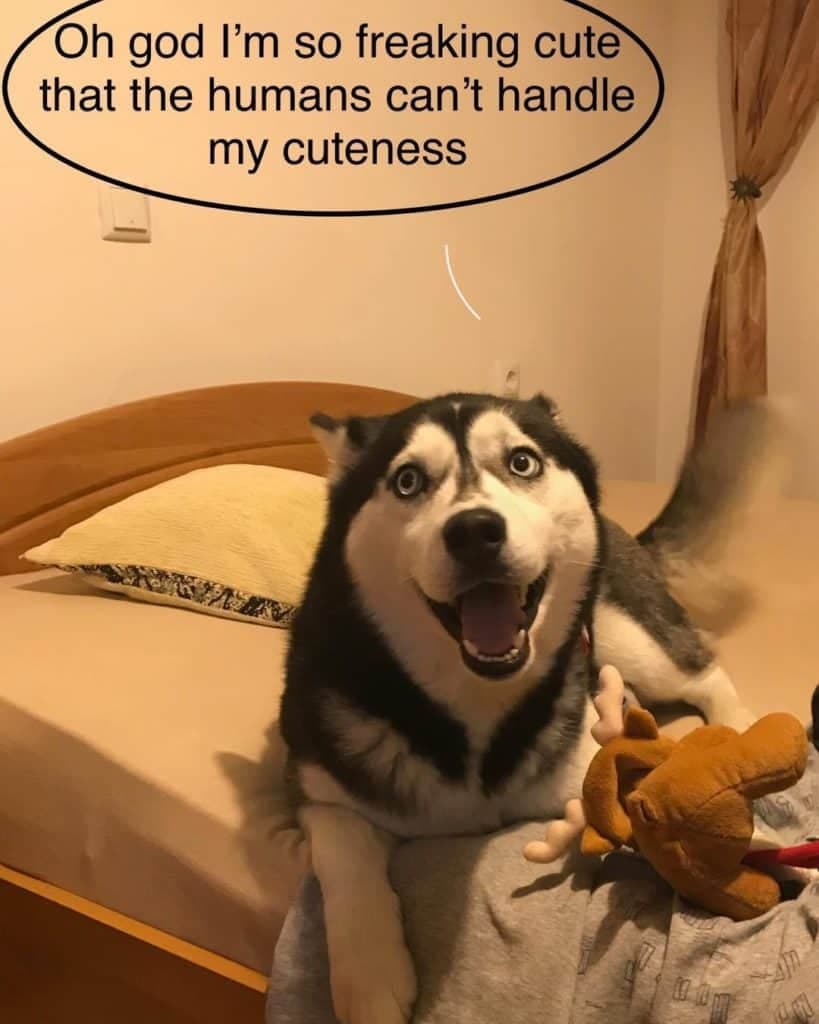 oh god I'm so freaking cute that the humans can't handle my cuteness Husky Meme