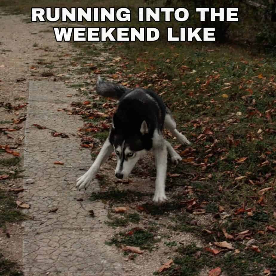 Husky meme - running into the weekend like