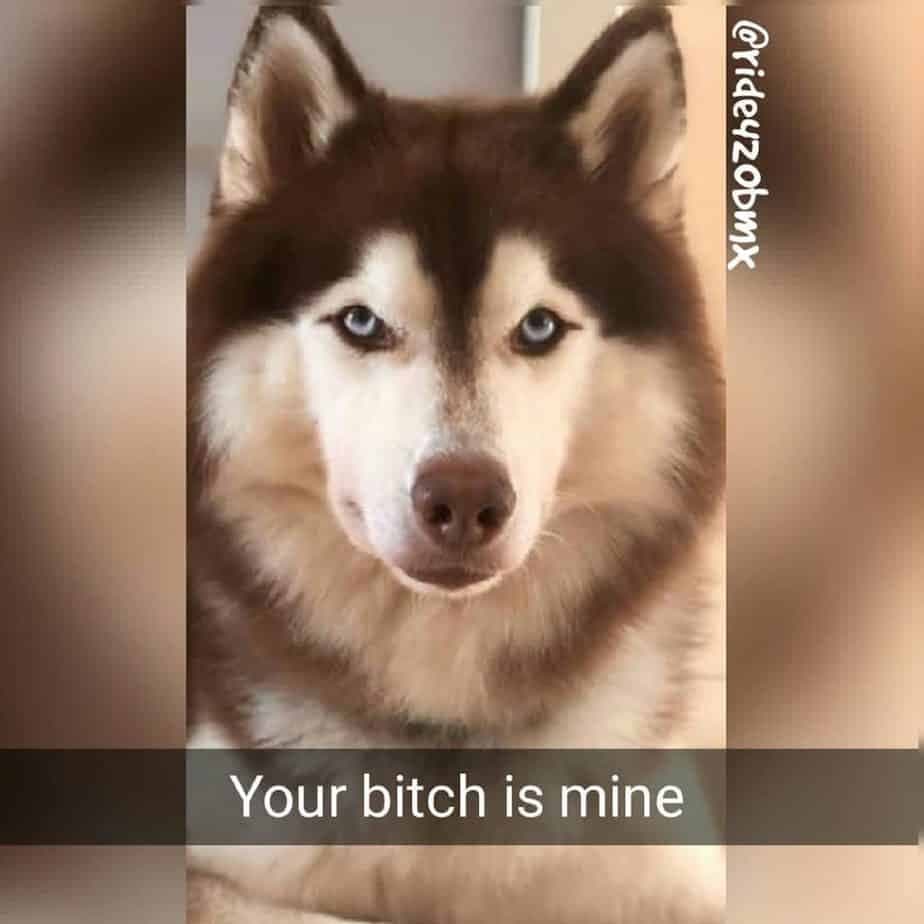 Your bitch is mine - husky meme