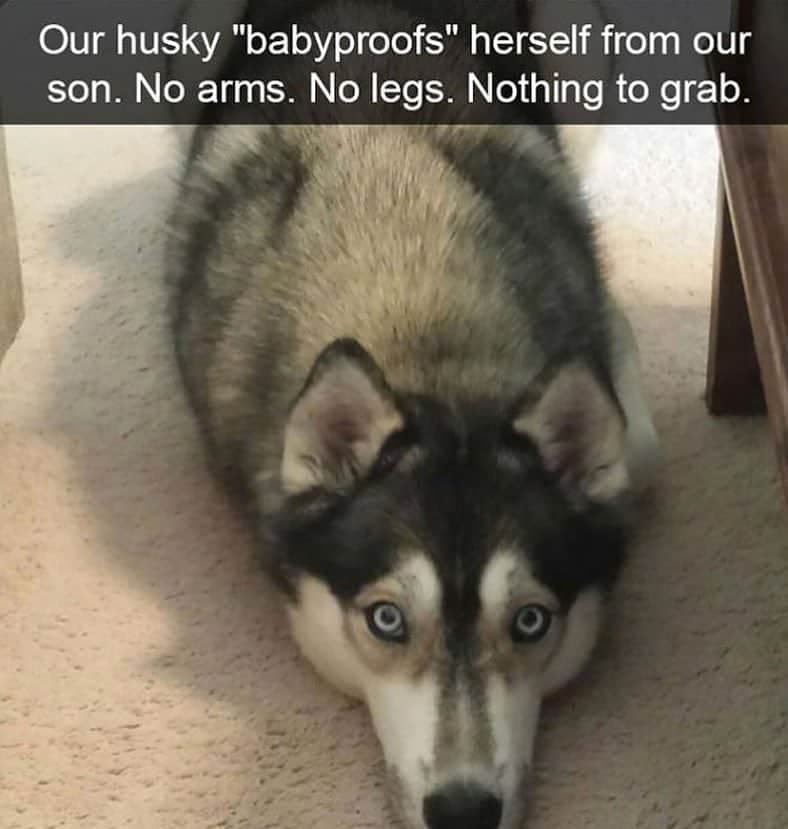 Husky Meme our husky babyprrofs herself from our son. no arms. no legs. nothing to grab