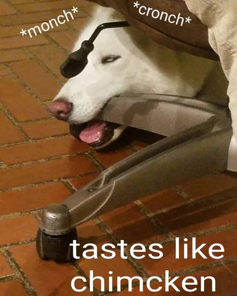 Husky meme tastes like chimcken
