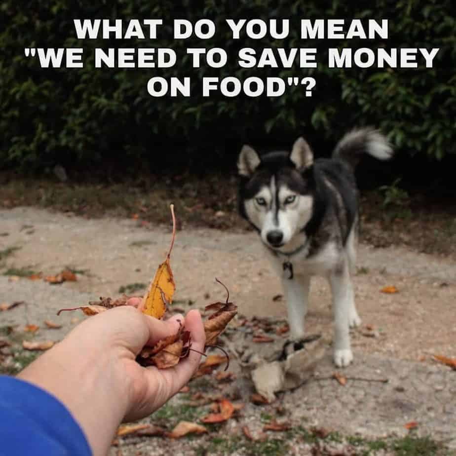 What do you mean we need to save money on food husky meme