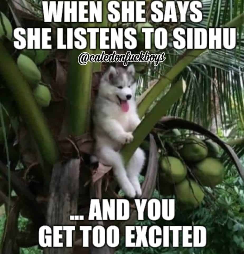 Husky meme - when she says she listens to sidhu and you get too excited