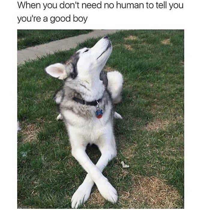 when you don't need no human to tell you're a good boy Husky Meme