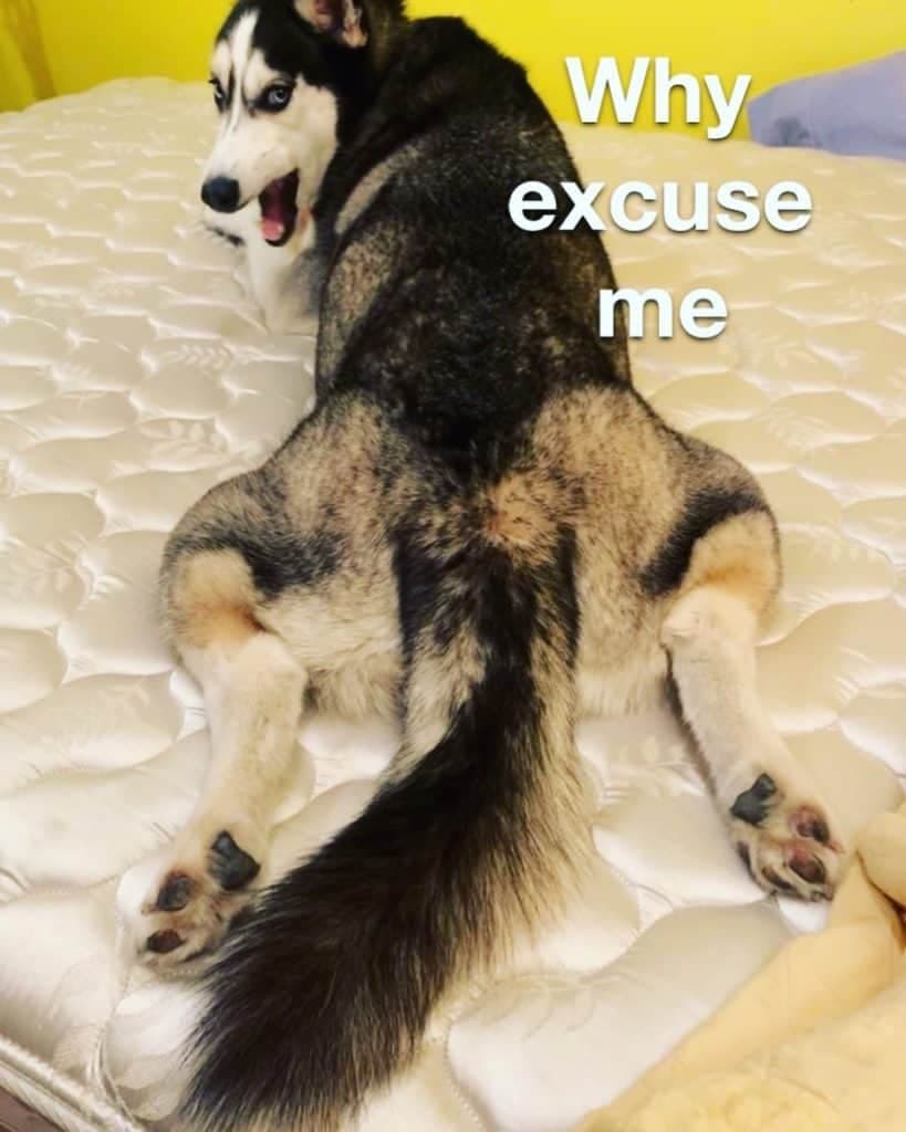 Husky meme why excuse me