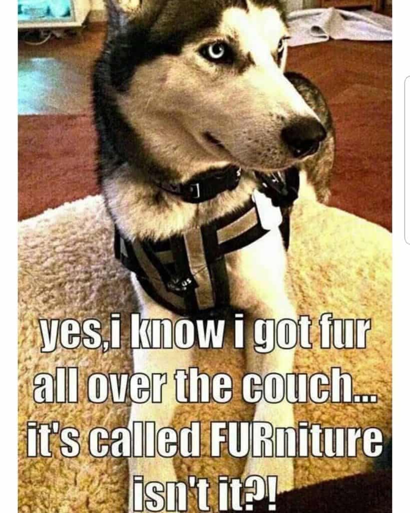 yes, I know I got fur all over the couch it's called furniture isn't it Husky Meme