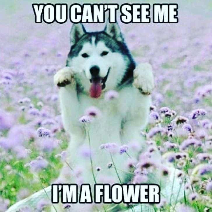 Husky meme - you can't see me i'm a flower