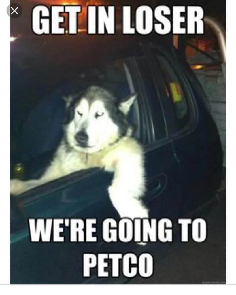 Get in loser. We're going to petco - husky meme