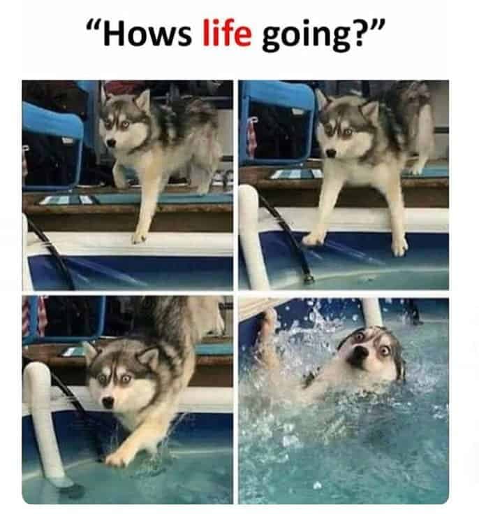 Husky meme - hows life going