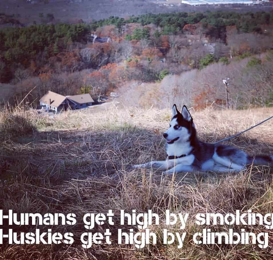 Husky meme - human get high by smoking huskies get high by climbing