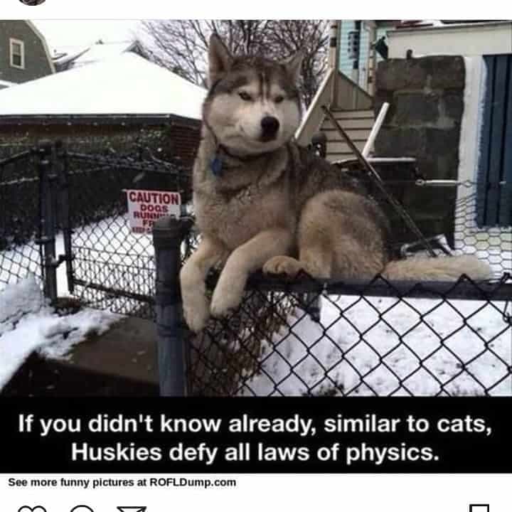 Husky meme - if you don't know already,similar to cats, huskies defy all laws of physics