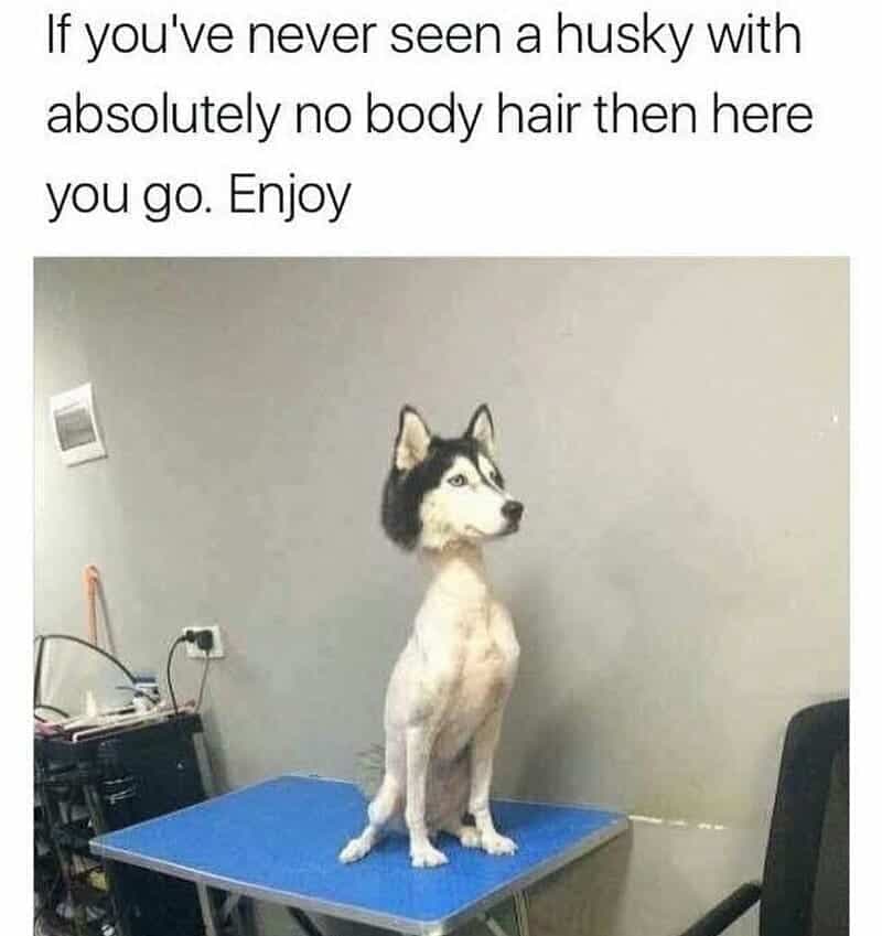 If you've never seen a husky with absolutely no body hair then here you go. enjoy - Husky Meme