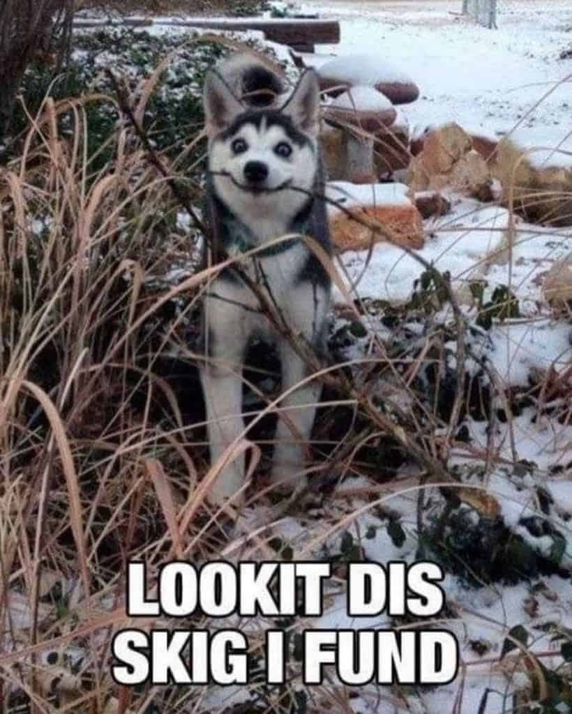 Husky meme - lookit dis skig i found