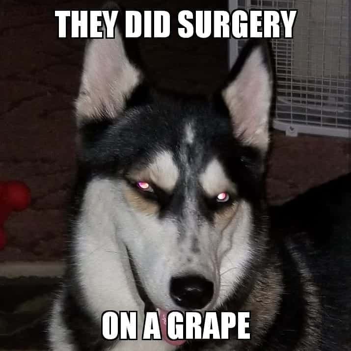 They did surgery on a grape - husky meme