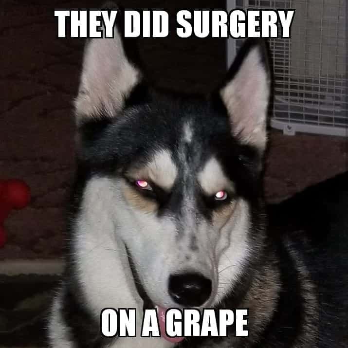 They did surgery on a grape - Husky Meme