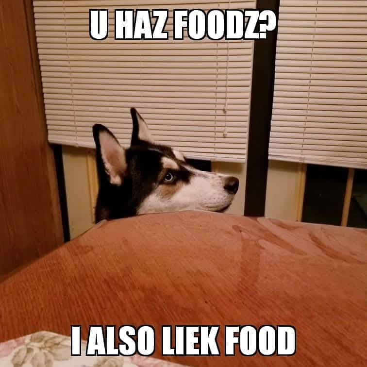 Husky meme - u haz foodz i also liek food
