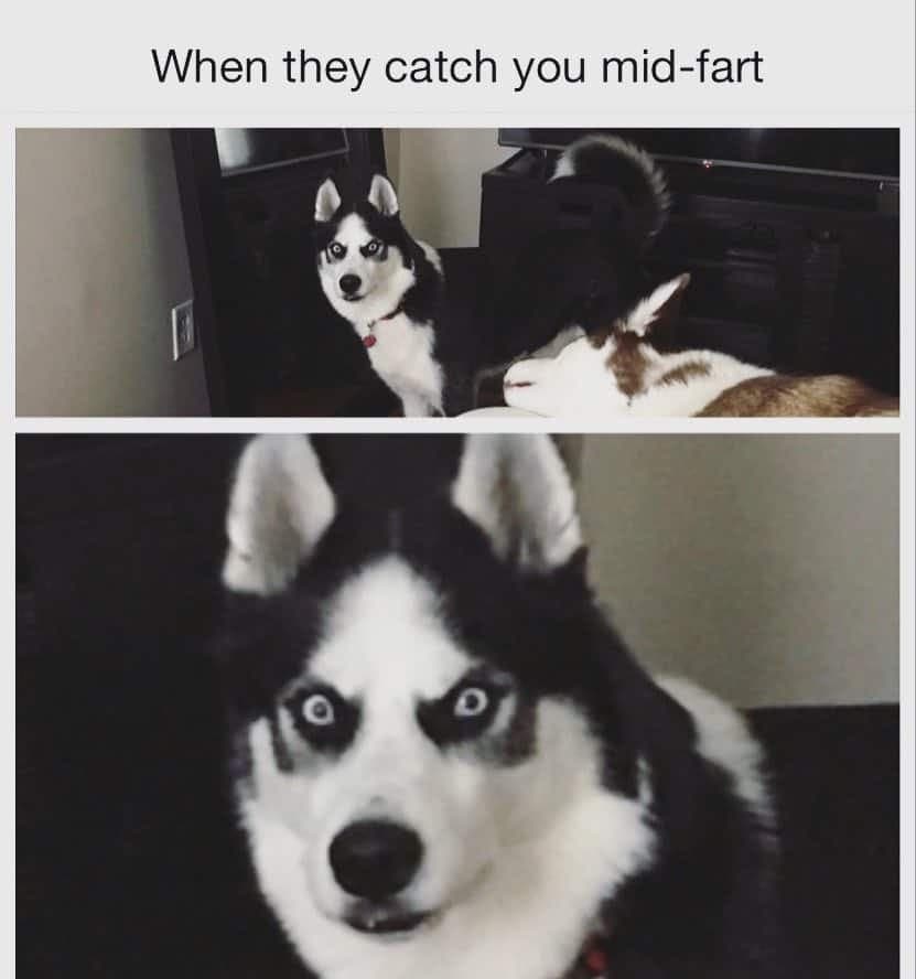 When they catch you mid-fart - husky meme