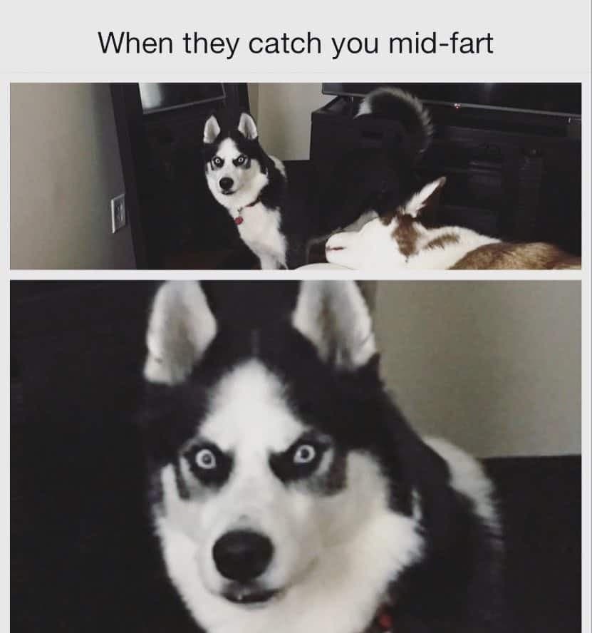 when they catch you mid-fart - Husky Meme