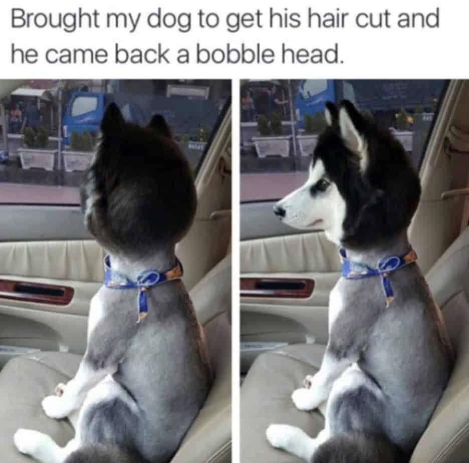 Husky meme - brought my dog to get his hair cut and he came back a bobble head