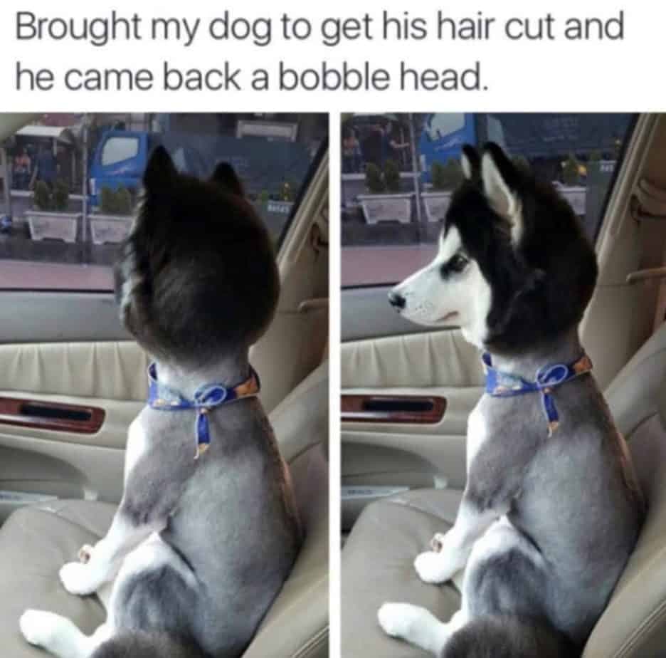 Husky Meme - brought my dog to get his hair cut and he came back a bobble head