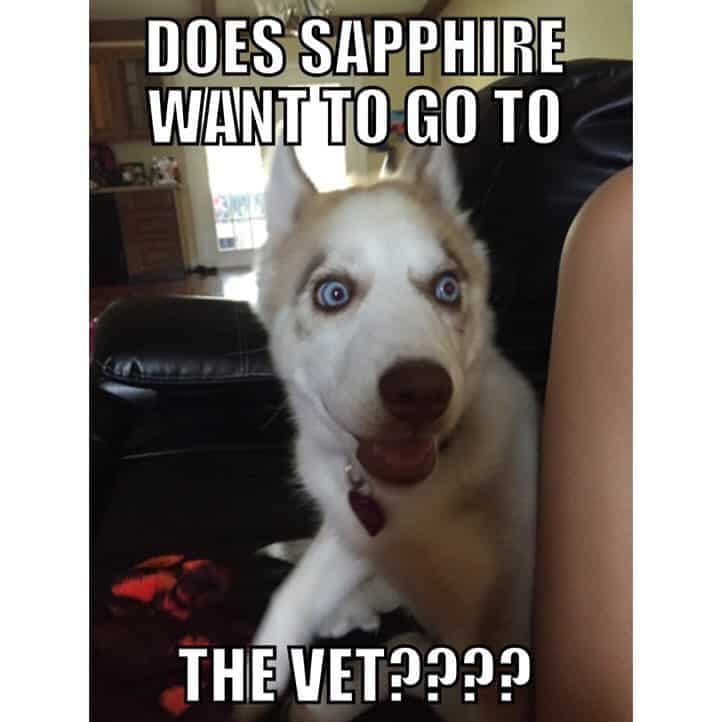 Does sapphire want to go to the vet - husky meme