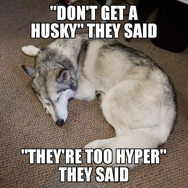 Don't get a husky they said, they're too hyper they said - Husky Meme