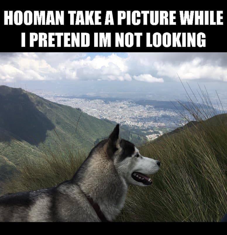 Hooman take a picture while i pretend i'm not looking - husky meme