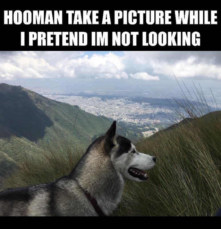 Hooman take a picture while I pretend I'm not looking - Husky Meme